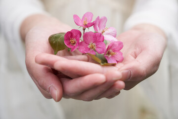 Beautiful hands of a young woman holding Apple petals in their palms