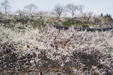 광양 매화마을에서 보이는 매화꽃입니다.