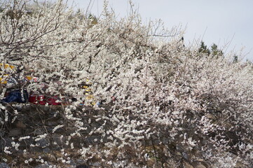 광양 매화마을에서 보이는 매화꽃입니다.