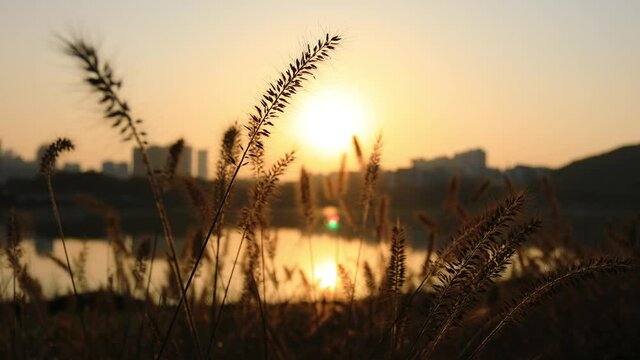 Closeup of withered setaria viridis by lake at sunset, blur background