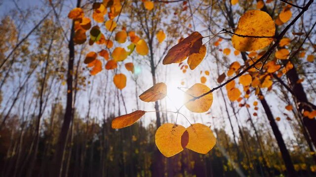 Closeup of autumn red leaves, sunlight on Cotinus coggygria through the woods