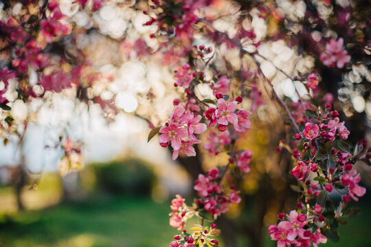 Crab apple tree blossoms in a spring sunset.