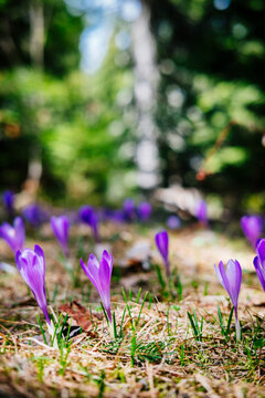 Flower - Purple crocuses flowers during springtime