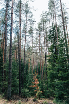 Broadleaf tree among confers