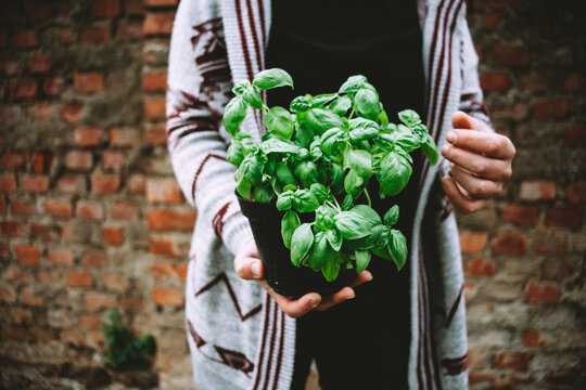 Woman holdin basil