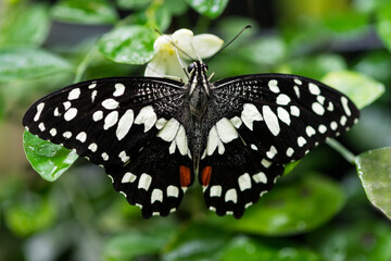 Multicolored butterflies on white flowers