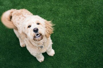 Day Camp: Golden Doodle Wagging Tail And Barking