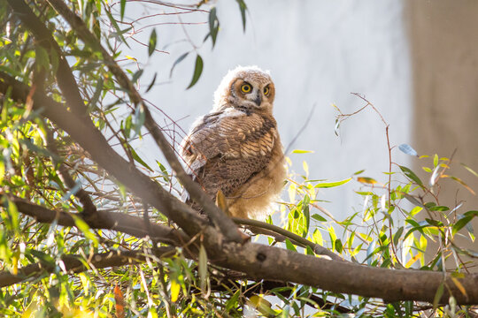 Owlet Look Back