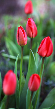tulips