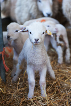 Little Lamb standing in a pen