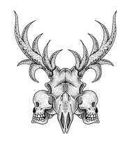 Deer skull on white background-vector