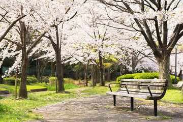 春の毛馬桜之宮公園
