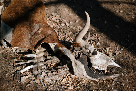 Skeleton of cow