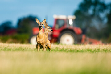 roe deer a late summer. wildlife © gustav