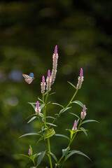 A butterfly was flying in the morning to feed on nectar from pollen.