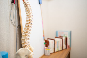 理科室や整骨院にある手や背骨などの骸骨標本