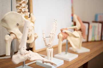 理科室や整骨院にある手や背骨などの骸骨標本