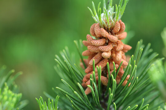 Pine Tree Buds