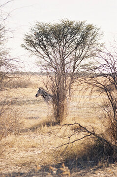 Peek a boo zebra