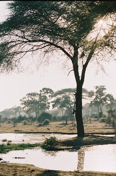 Monkeys and an african sunset