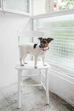 Jack Russell Terrier Standing On The Chair