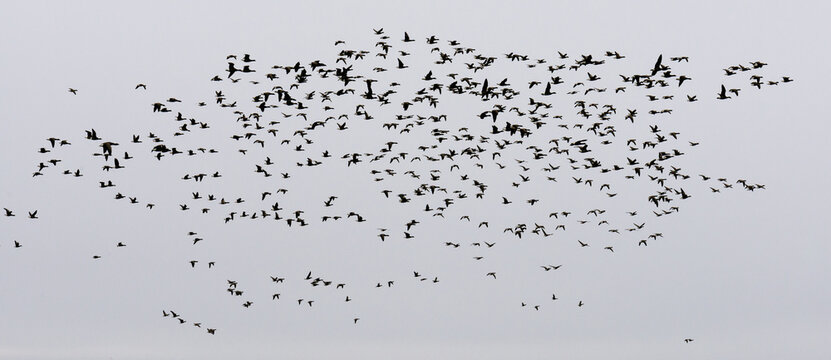Swarm of birds