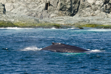 Swimming humpback whale