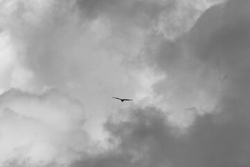 bird in the sky