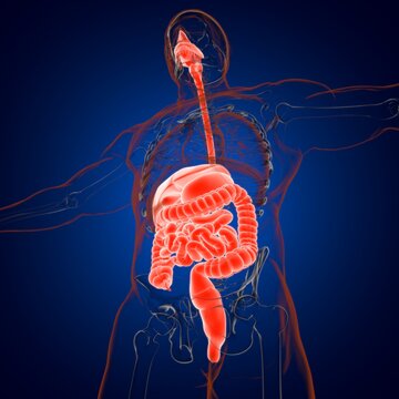 Human Digestive System Anatomy For Medical Concept 3D Rendering