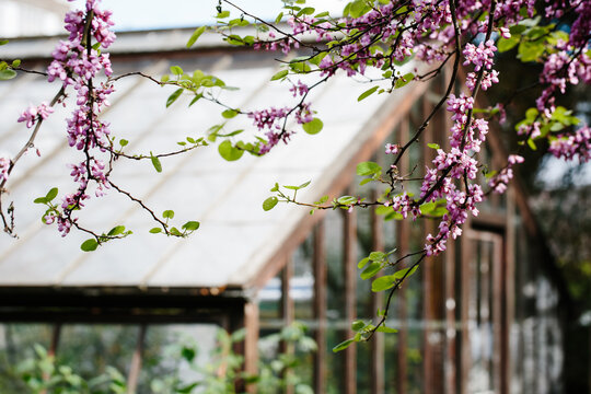 Judas Tree flowering in front of a glasshouse