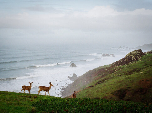 Dillon Beach Deer