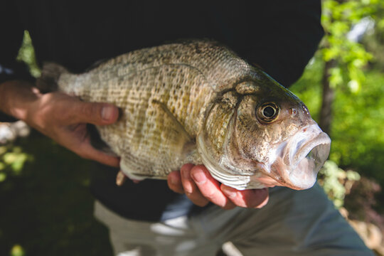 Man holding a large fresh caught striper fish