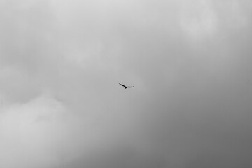 birds in flight