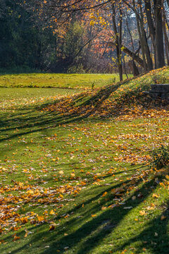 Fall trees in park