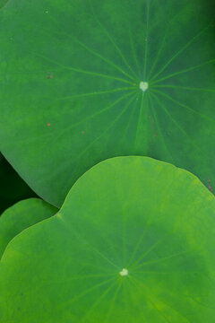 lotus leaf