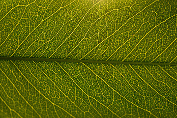 Backlit green leaf macro