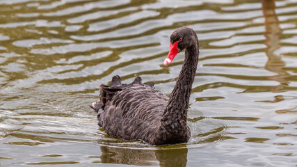 Swan & Cygnet at Newport lake, the area was created from a former Bluestone Quarry and is a...