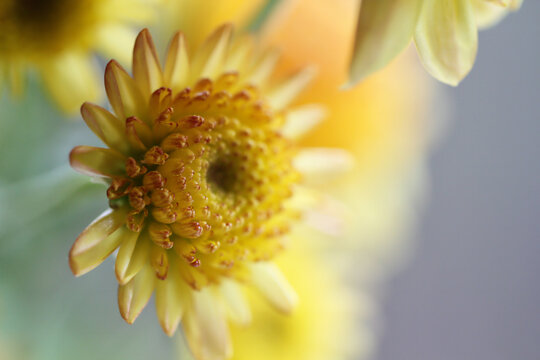 Chrysanthemum yellow button pom