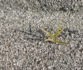 Clump of green grass on arid scree, weed plant on dry ground gravel soil