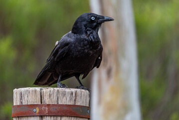 Crows at Newport lake, the area was created from a former Bluestone Quarry and is a Sanctuary for...