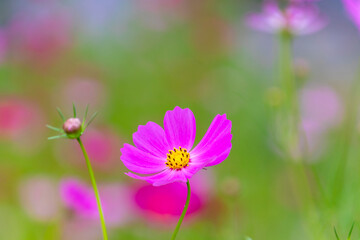 お彼岸の墓参り