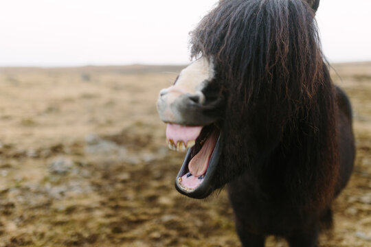 Icelandic Horse Laughing