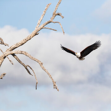 African fish eagle flying