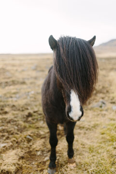 Icelandic Horse with Mane over Face