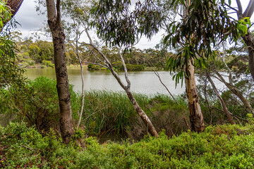 Newport lake, the area was created from a former Bluestone Quarry and is a Sanctuary for Waterbirds...