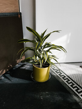 plant in yellow pot in sunlight on tiled floor
