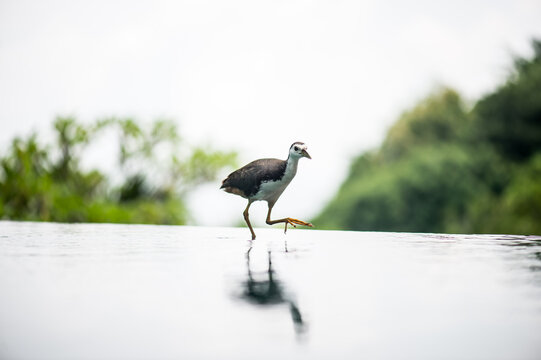 white-breasted waterhen II