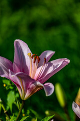 Lilies blooming in Changchun Park, China