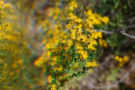 Little Yellow Flowers Photographed with Prism