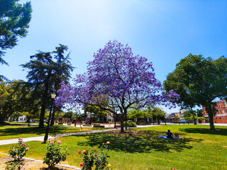 purple jacaranda trees and lush green palm trees in the park with people sitting on the grass at...